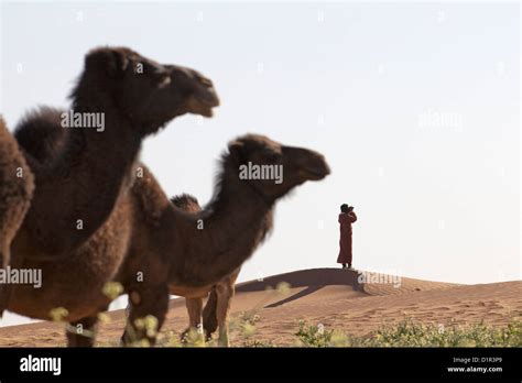 Homme Sahara Désert Chameaux Banque De Photographies Et Dimages à