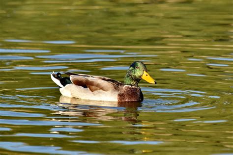 Image Libre Biologie Paysage Canard Colvert Piscine Vagues Wet