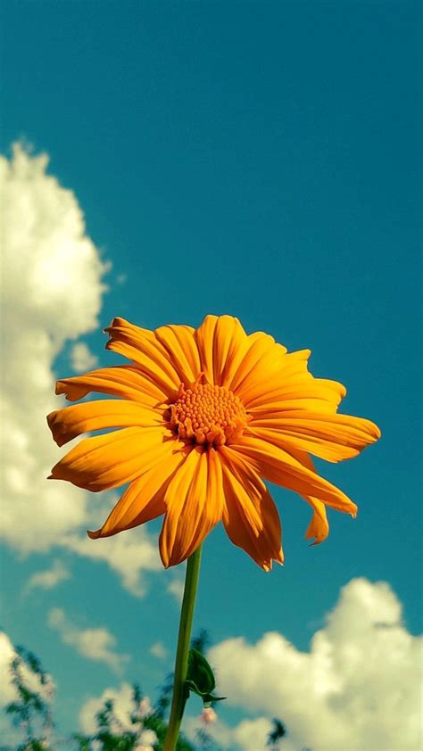 Pin Di AK Wallpapers Su Pins By You Paesaggi Girasoli Sfondi