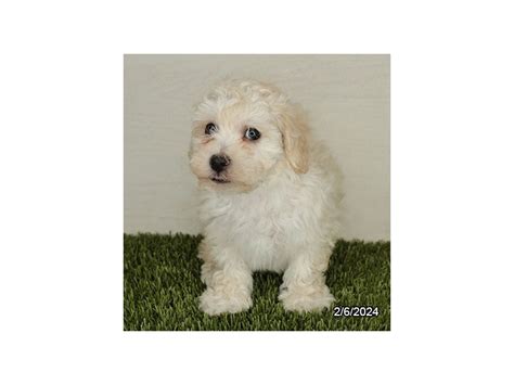 Puppies For Sale Petland Hilliard Ohio