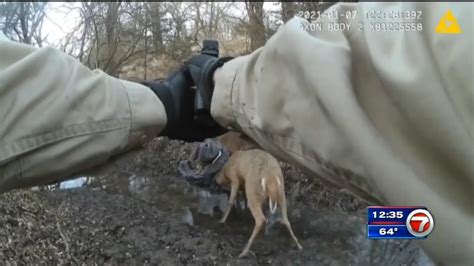 Kansas Game Warden Frees Tangled Deer With Single Gunshot Wsvn 7news
