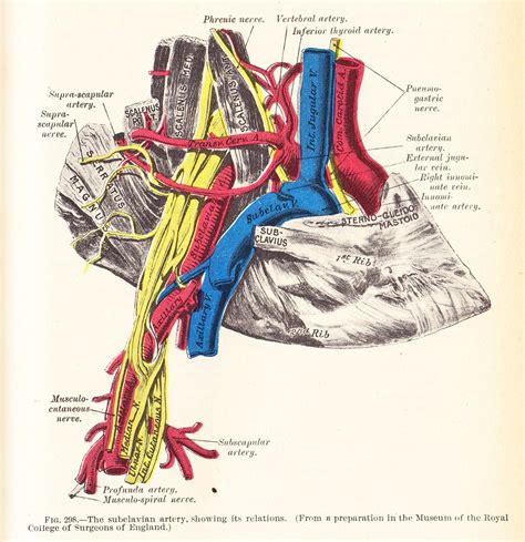 Subclavian Anatomy