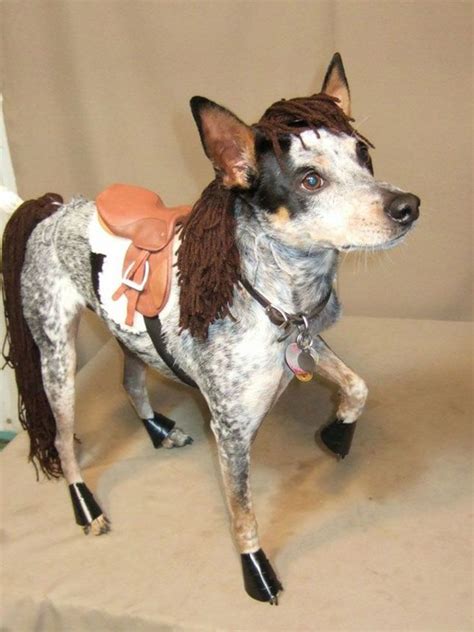 Best 25+ Pet costumes ideas on Pinterest | Halloween costumes for dogs ...