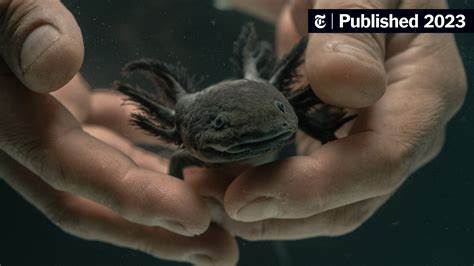 What It Takes to Save the Axolotl - The New York Times