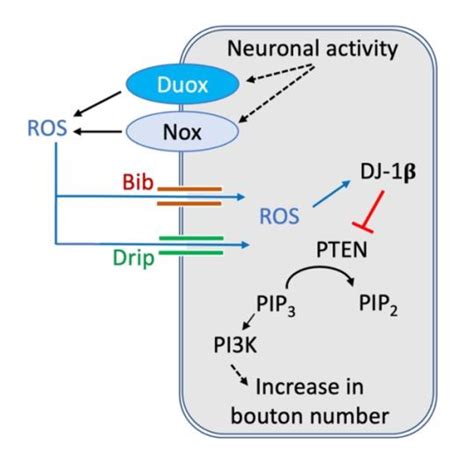 Model Of Activity Regulated Plasticity At The Neuromuscular Junction