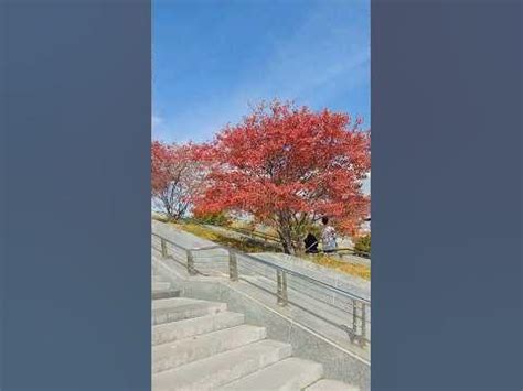 300.000р за куст Ирги! #архитекторландшафтов #shortsvideo #ирга - YouTube