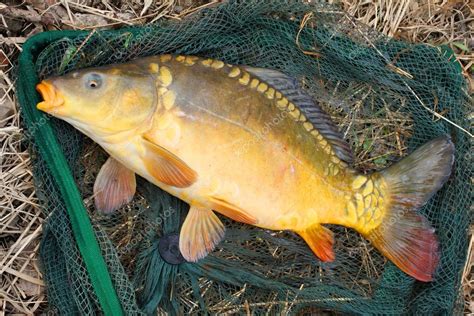 Big Common carp — Stock Photo © vladvitek #34672367