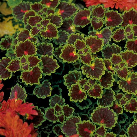 Inky Fingers Coleus - Victorian - Landscape - New York | Houzz