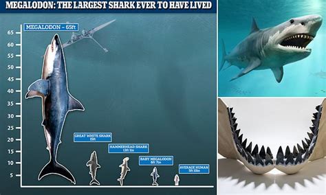 Giant Megalodon sharks were even BIGGER than previously thought and