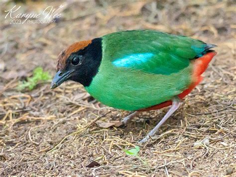 Hooded Pitta Eye On Nature