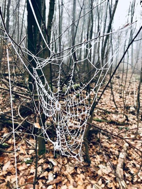 Premium Photo Close Up Of Bare Tree In Forest