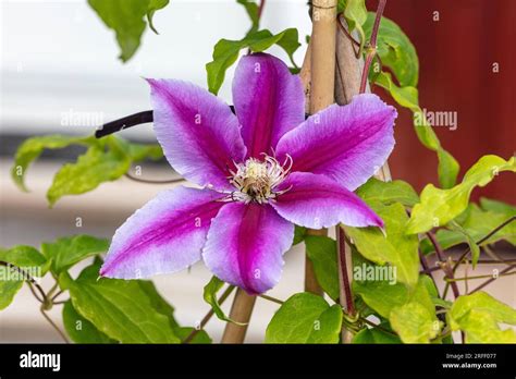 'Doctor Ruppel' Early Large-flowered group, Klematis (Clematis hybrid ...