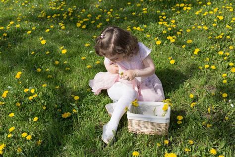 La Petite Fille Sur La Pelouse De Pissenlit Prennent Des Pissenlits