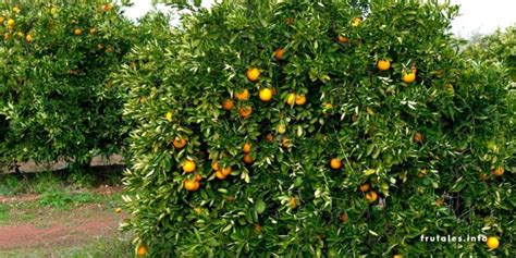 Cuánto tiempo tarda en crecer un árbol de ciruela Guía