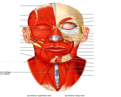 Face - Anterior View Diagram | Quizlet