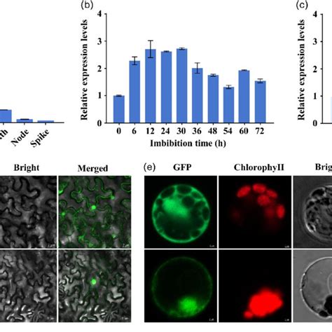 Expression Patterns Of OsHIPL1 And Subcellular Localization In Rice