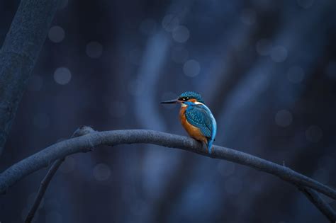 Kingfisher Beer Tin Price 8