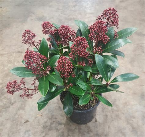 Skimmia Japonica Rubella Plants To Your Door