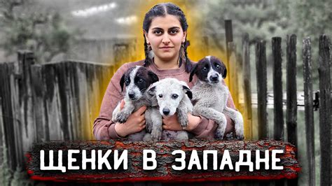 Щенки в западне, всех забрать не удалось, только слабых. Хозяева ...