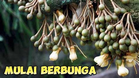 PENANTIAN SEKIAN LAMA AKHIRNYA POHON DURIAN MULAI BERBUNGA YouTube