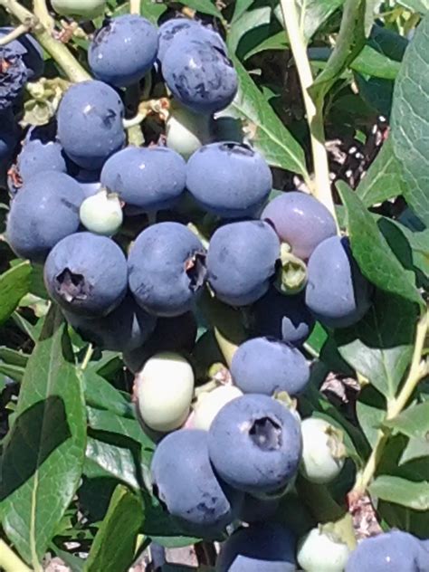 Celebrate National Blueberry Month in July – The Blueberry Barn