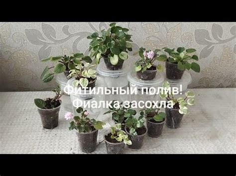 Фиалки! Фитильный полив и вынужденная пересадка - YouTube