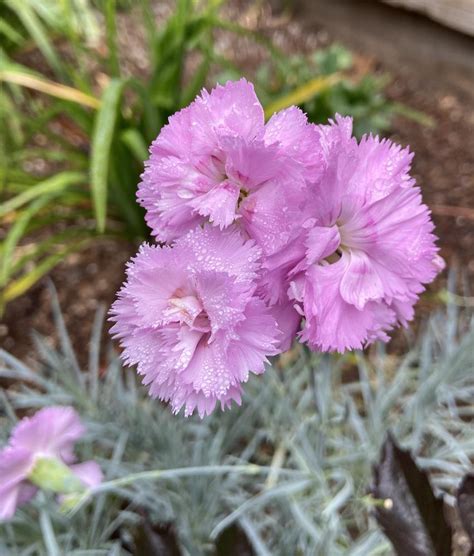 Cottage Pink Dianthus Rose De Mai In The Dianthus Database Garden Org