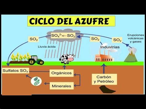 CICLO DEL AZUFRE Y SUS ETAPAS FÁCIL Y RÁPIDO ECOLOGÍA YouTube