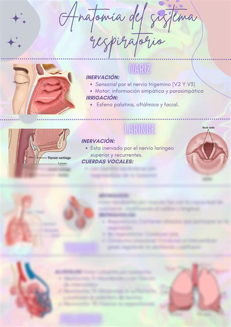 SOLUTION Anatomia Y Morfologia Del Sistema Respiratorio Studypool