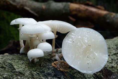 Oudemansiella Mucida The Ultimate Mushroom Guide