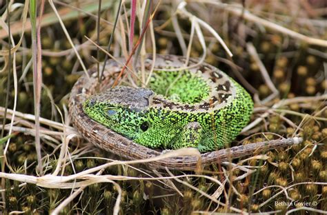 Beth’s Project – Expanding the knowledge base for sand lizards (Lacerta