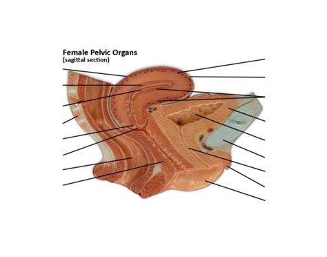 Female Pelvic Organs: Sagittal Section Quiz