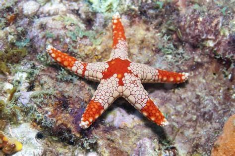 Saltwater Starfish