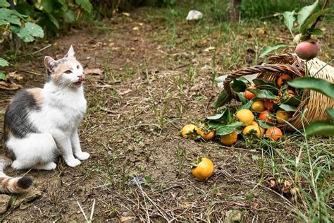 Можно ли давать кошке хурму и в чем опасность?