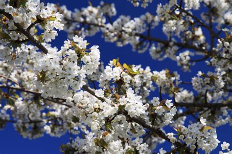 Cherry In Blossom Free Stock Photo Public Domain Pictures