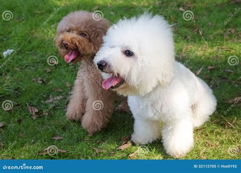 White Bichon Frise And Brown Miniature Poodle Stock Image Image Of