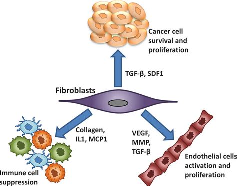 Effect Of Cancer Associated Fibroblasts Caf On Tumor And Other Download Scientific Diagram