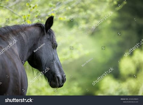 Profile Portrait Black Horse Nature Stock Photo 2154129643 Shutterstock