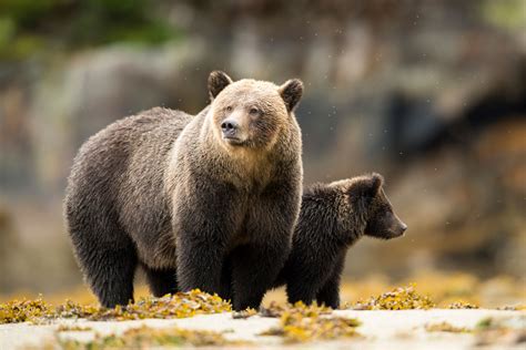 First Nations Fight To Protect The Great Bear Rainforests Spirit Bear