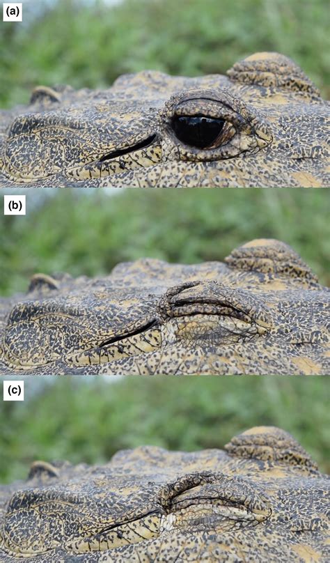 Do Alligators Have Ears