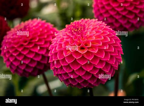 Dalia Stock Photo - Alamy