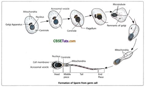 Gametogenesis Process In Human Spermatogenesis And Oogenesis Cbse Tuts