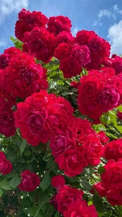 Pin on Ваши пины