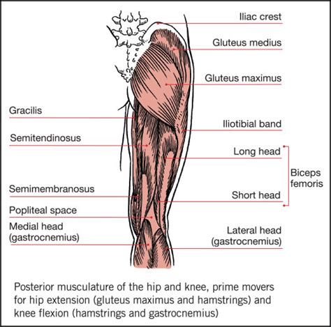 Hamstrings Anatomy and Fitness Training | ACE ProSource