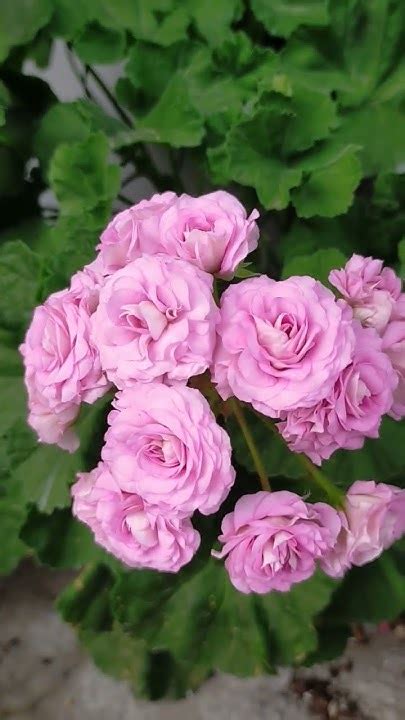 Ю Мерлезон-2 таки розкрив квіти після спеки - YouTube