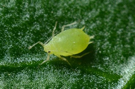 Bladluis Bestrijden En Voorkomen Met Deze Tips Gaan Je Planten Het