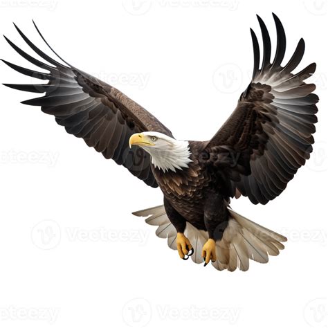 AI generated Collection of Flying Bald Eagles Isolated 42410829 PNG