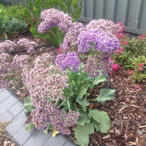 Limonium Platyphyllum Syn Limonium Latifolium Sea Lavender Uploaded