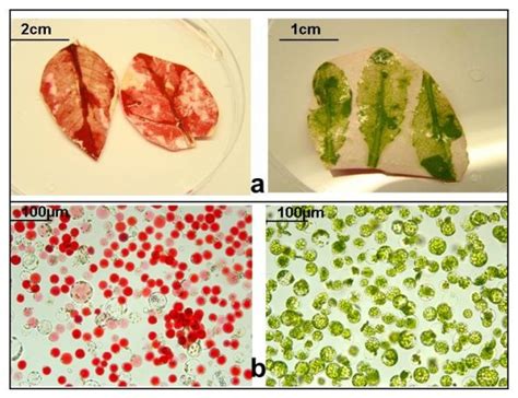 Isolation Of Mesophyll Protoplasts From Red Leaves Of Poinsettia Left Download Scientific