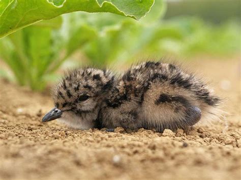 Kiebitz - Wildvogelhilfe.org